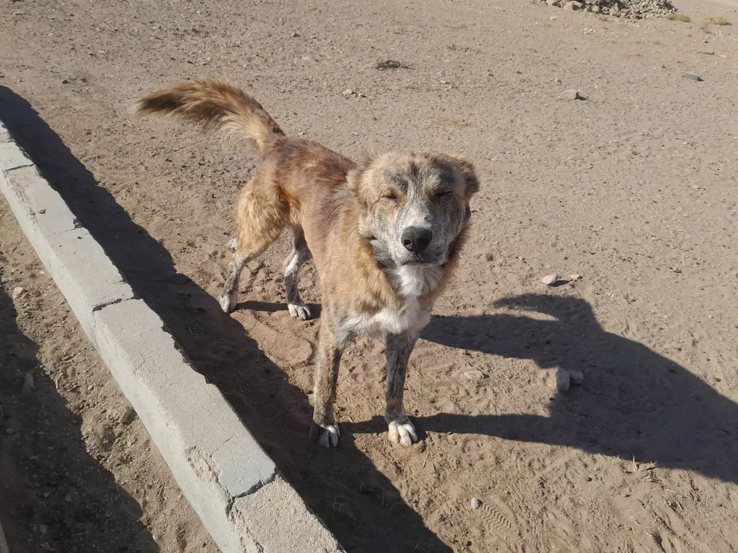 سگ فروشی|سگ|اسفراین, |دیوار