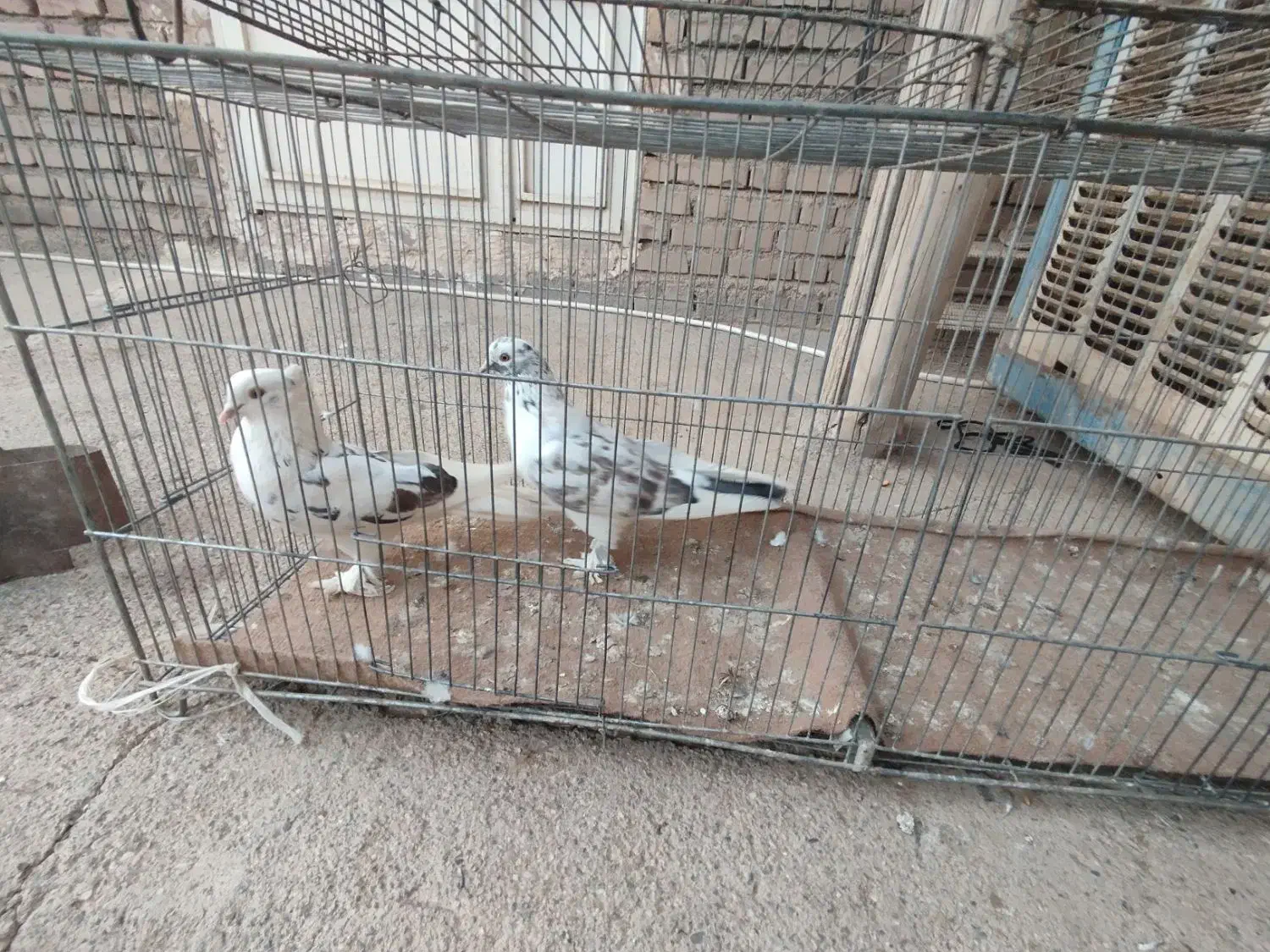 کفتر پرشی|پرنده|شاهین دژ, |دیوار