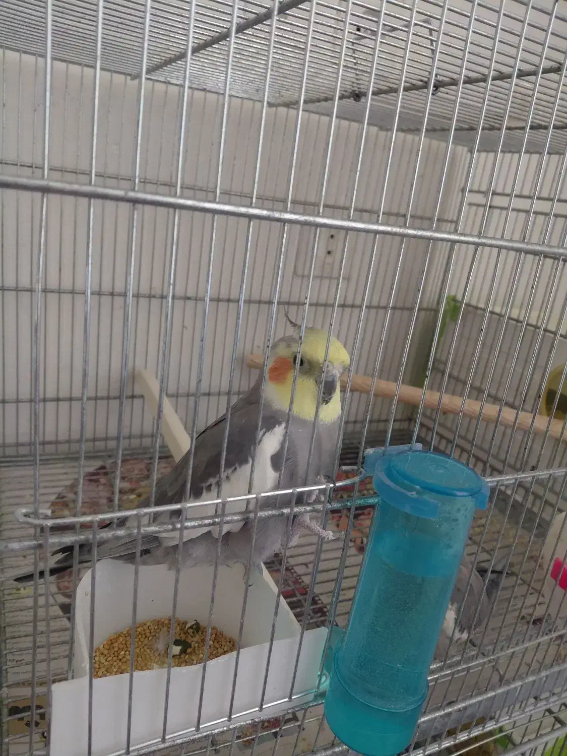 یک جفت عروس هلندی مولد سینامون|پرنده|اسلامآباد غرب, |دیوار