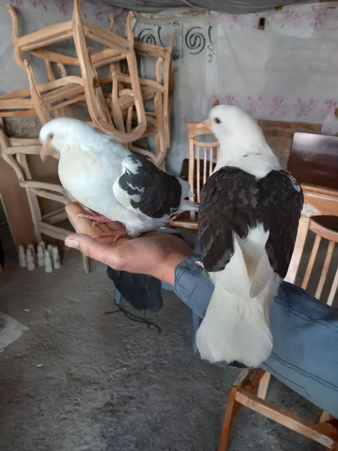 یک جفت کبوتر دستی سرلاکی|پرنده|ملایر, |دیوار