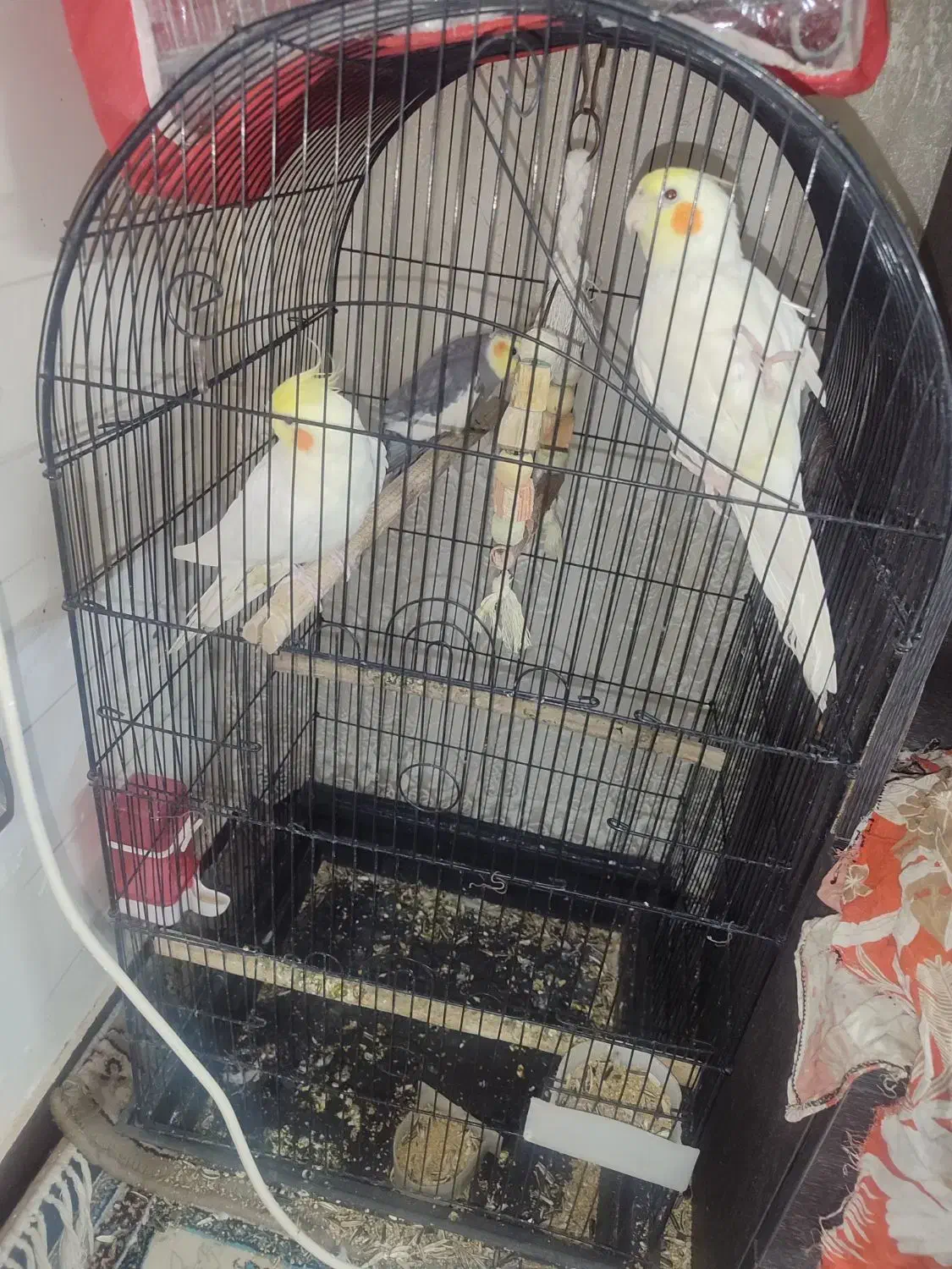 عروس هلندی سخن گو|پرنده|قم, نخودی|دیوار