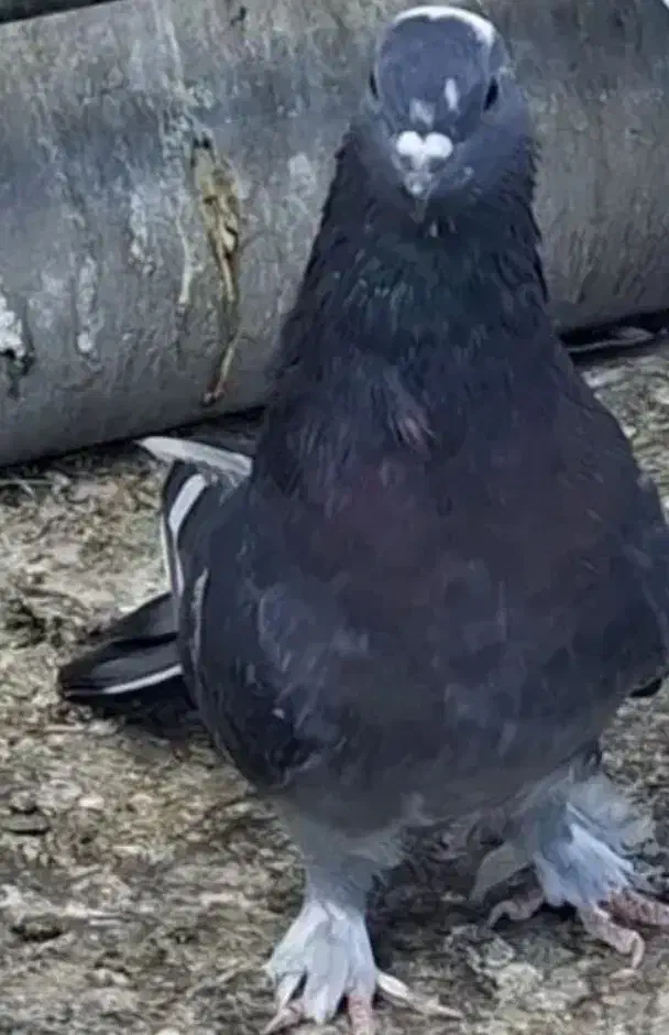 ترکیه|پرنده|اردبیل, |دیوار