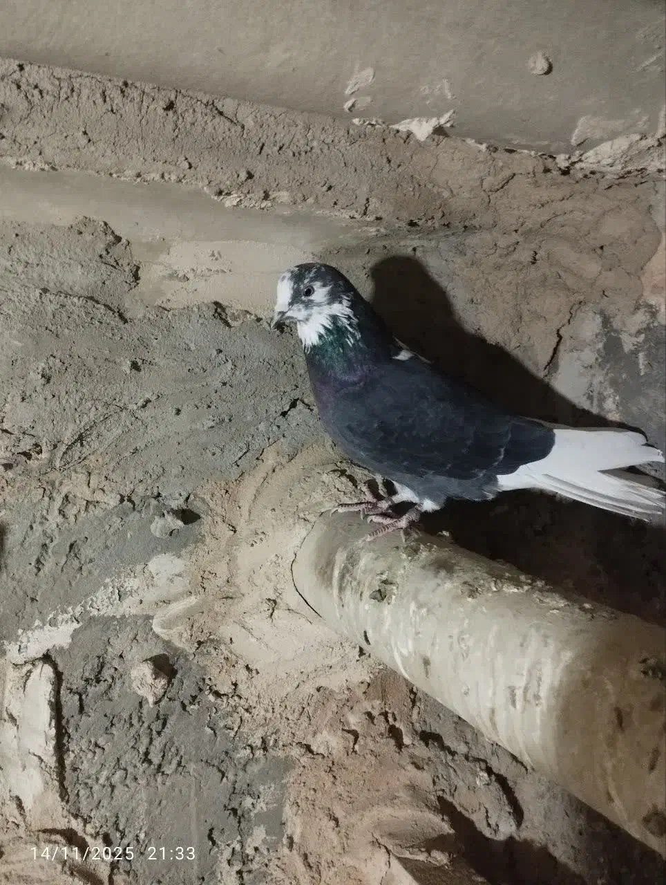 کبوتر پرشی روزگاری|پرنده|خمینیشهر, |دیوار