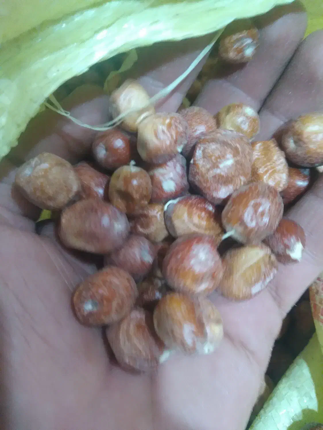 سنجد محلی|خوردنی و آشامیدنی|کشکوئیه, |دیوار