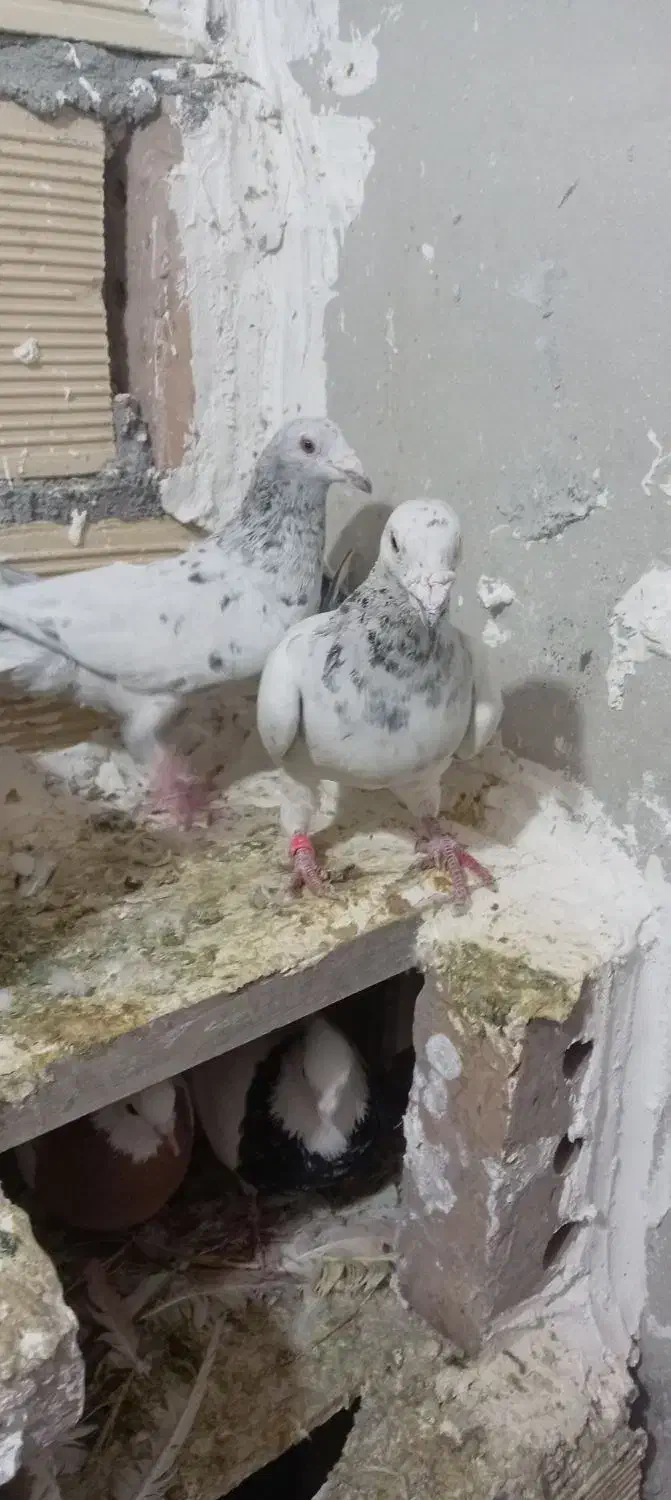 سارسرونج|پرنده|نیشابور, رحمت آباد|دیوار