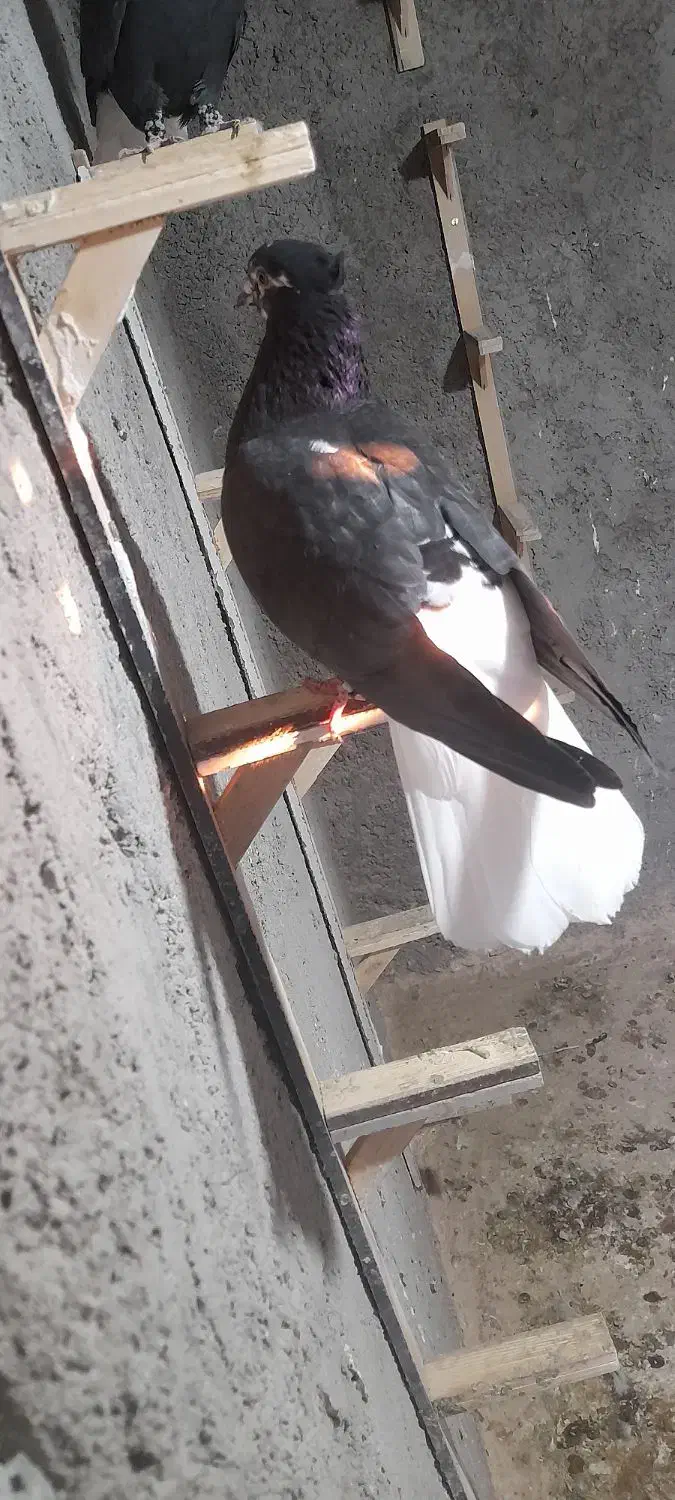 یک ماده دم سفید، ۲تا جوجه سده|پرنده|اسفراین, |دیوار