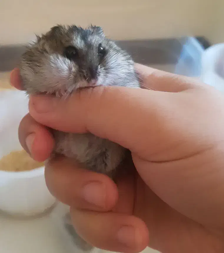 همستر کمپل|موش و خرگوش|تهران, نیروی هوایی (پیروزی)|دیوار