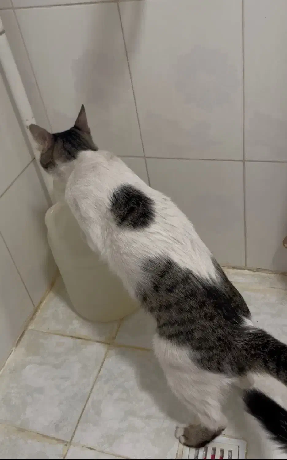 گربه گمشده|حیوانات|شیراز, بعثت|دیوار