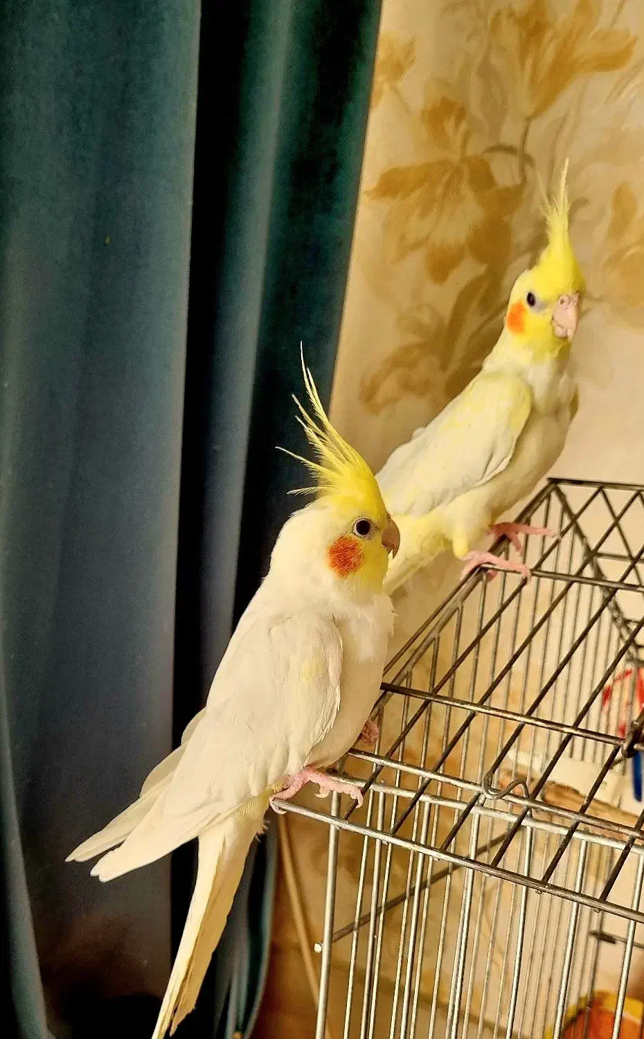 عروس هلندی|پرنده|ابریشم, |دیوار