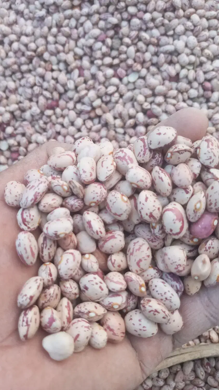 فروش بذر لوبیا چیتی کپسولی وگرد خمین|خوردنی و آشامیدنی|شوش, |دیوار