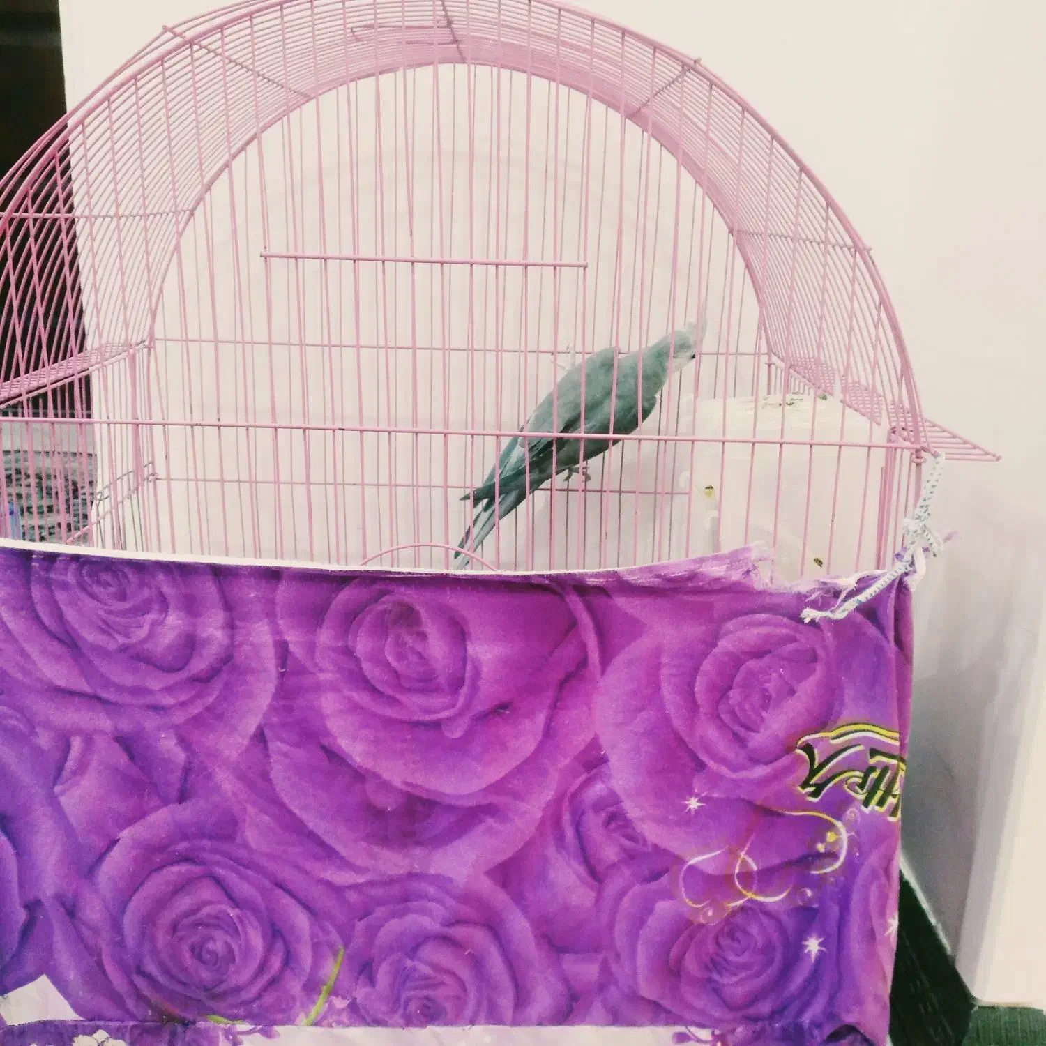 عروس هلندی مولد البینو|پرنده|تهران, حکیمیه|دیوار