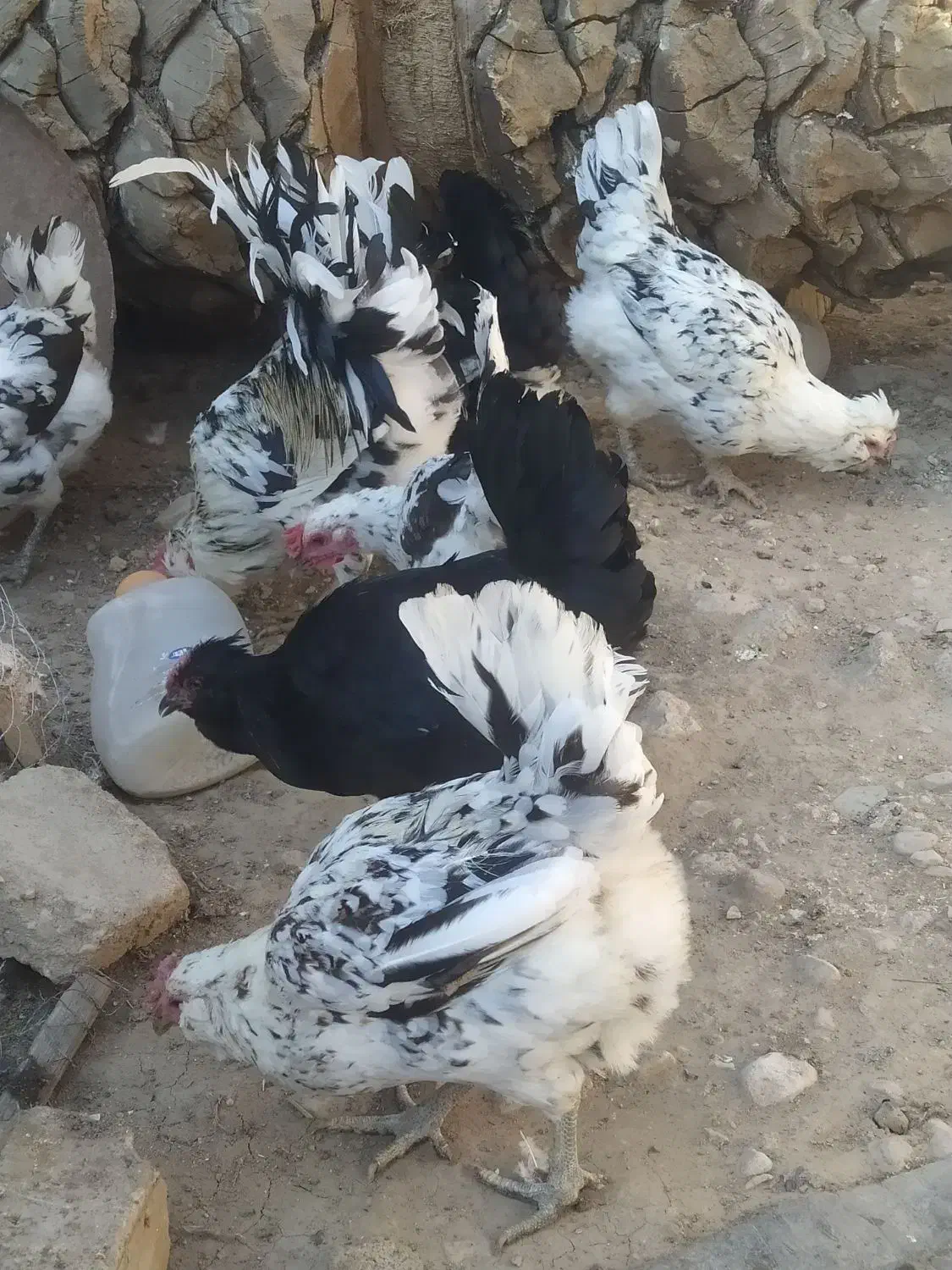 بوقلمون فیروزآباد|حیوانات مزرعه|فیروزآباد (فارس), |دیوار