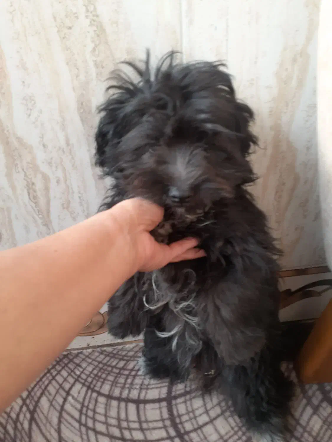 واگذاری طوله سگ شیتزو|سگ|گرگان, |دیوار