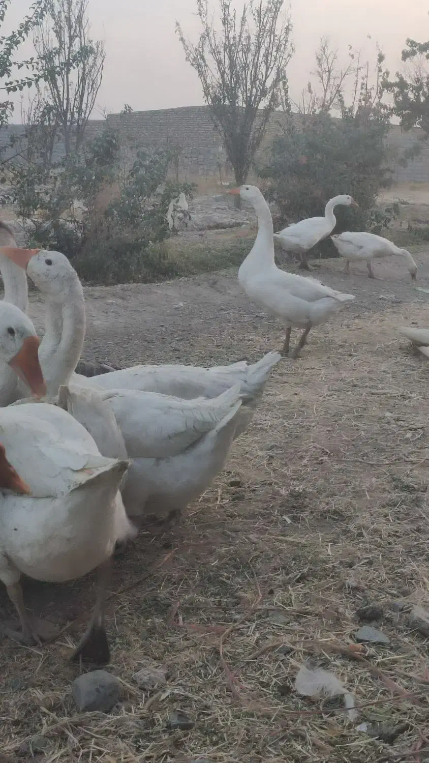 قوغاز|حیوانات مزرعه|چناران, |دیوار