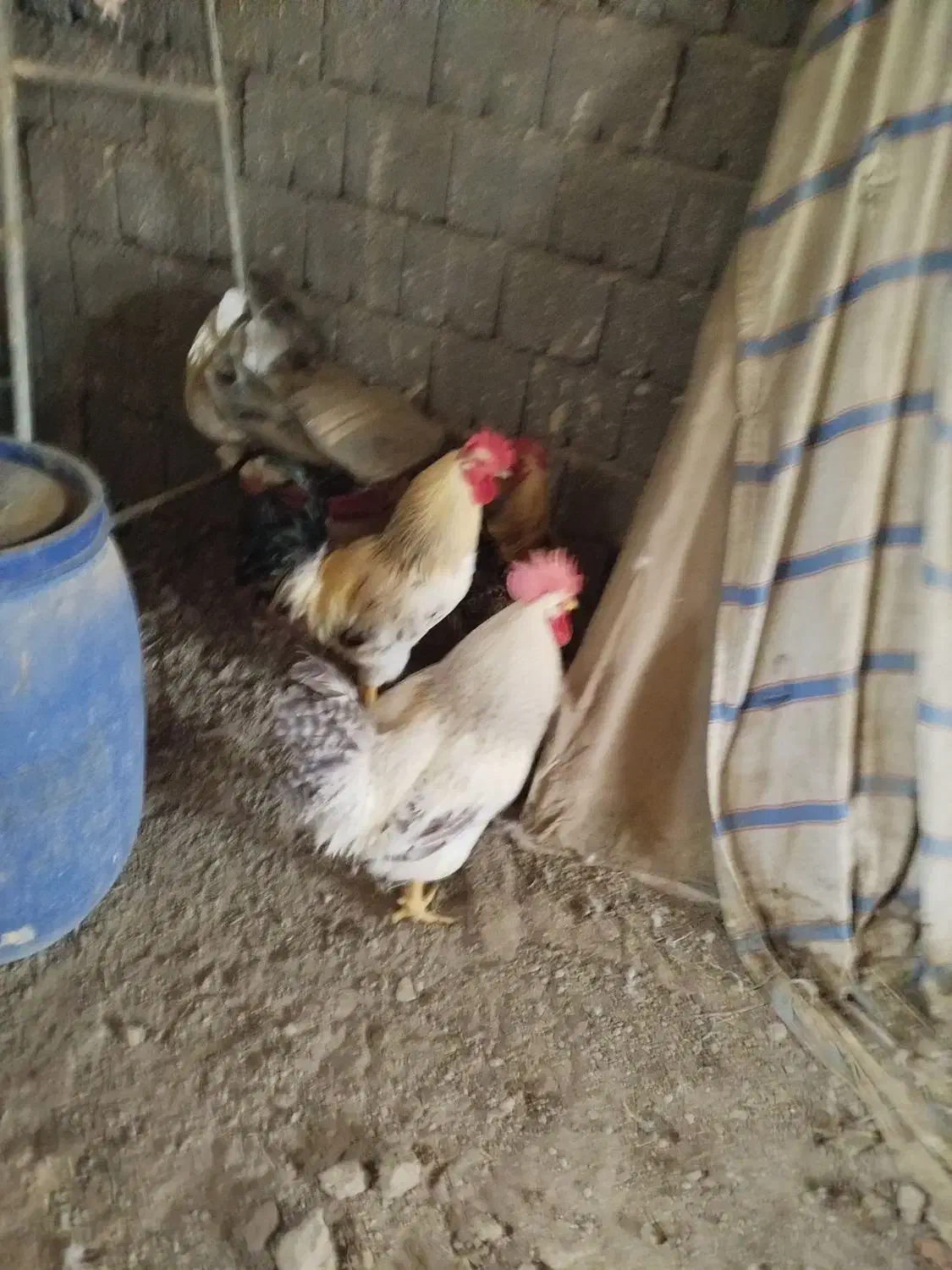 بوقلمون و خروس|حیوانات مزرعه|صحنه, |دیوار