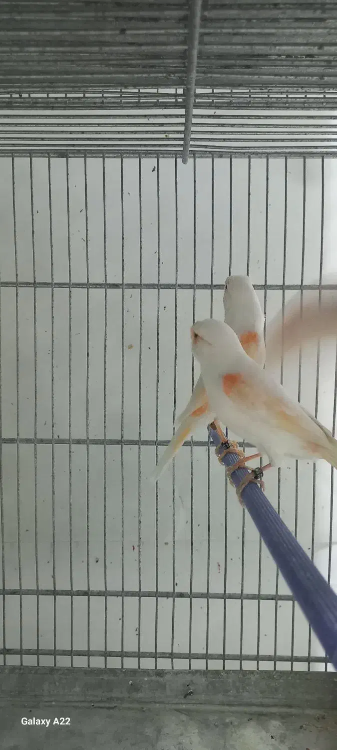 قناری موزاییکی و سوخته|پرنده|بهار, |دیوار