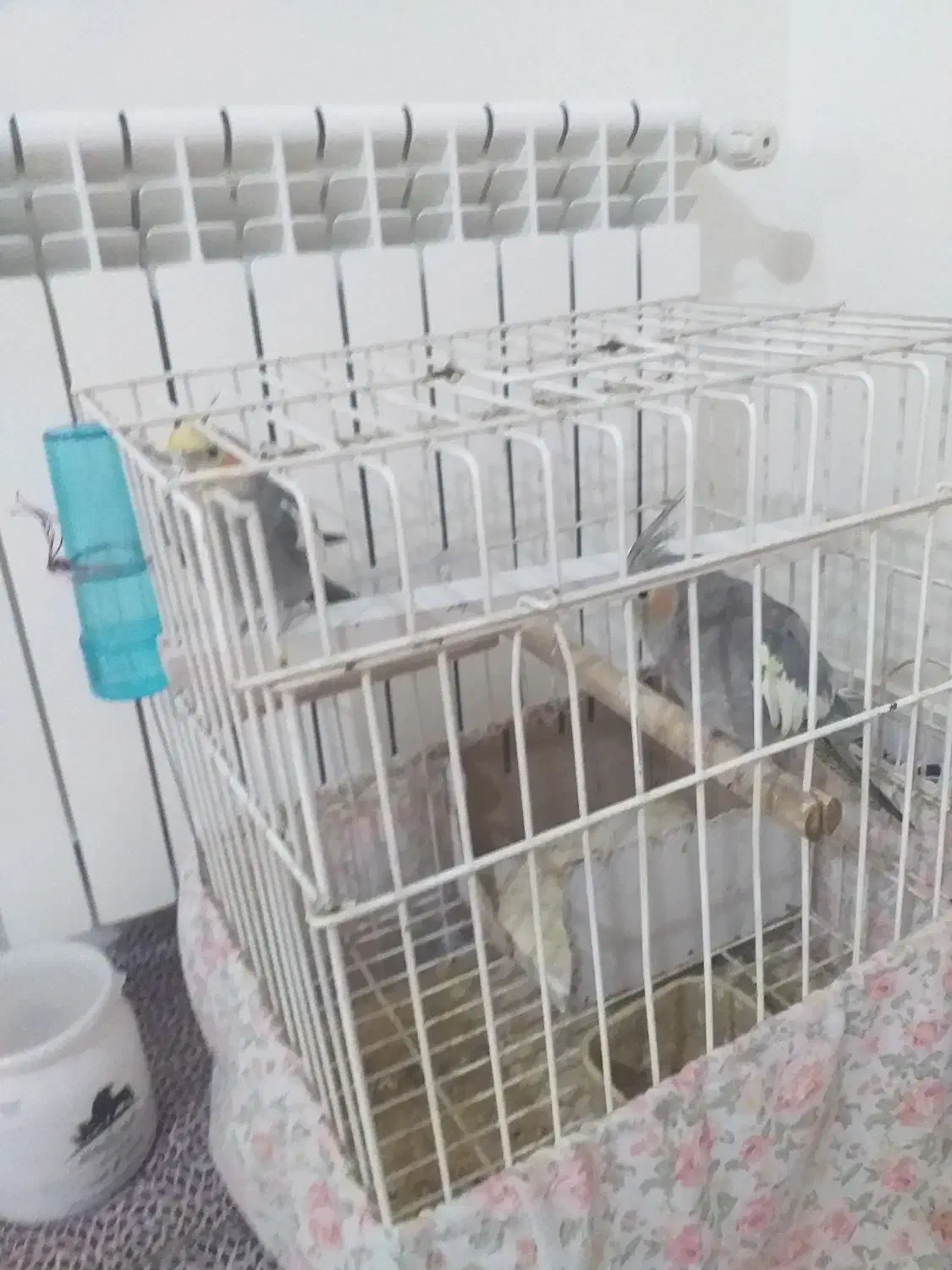 فروشی|پرنده|تهران, والفجر (افسریه)|دیوار