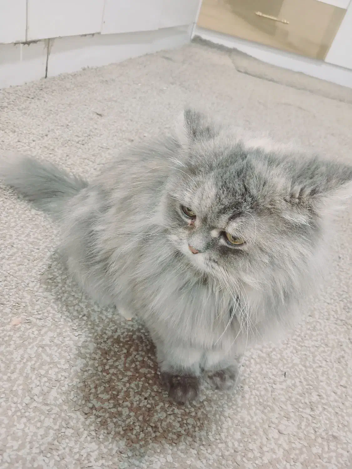 گربه پرشیین خوشگل|گربه|خرمشهر, |دیوار