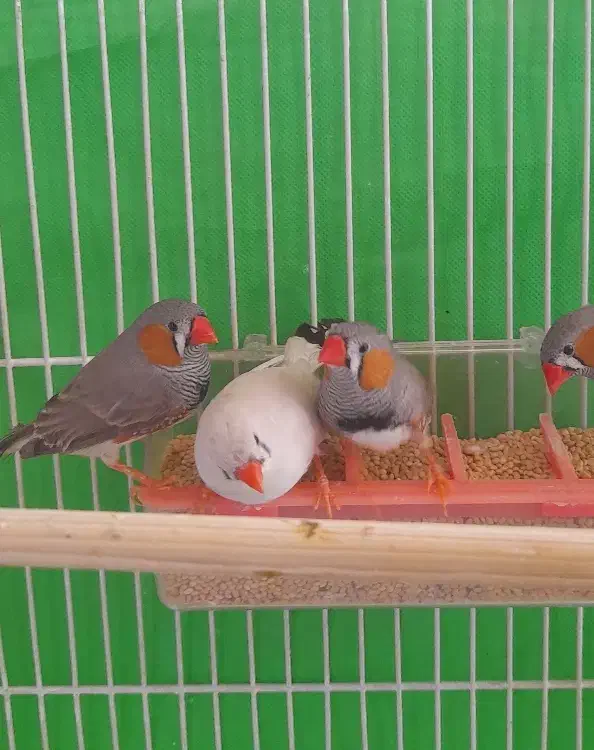 فنچ بالغ|پرنده|شیروان (خراسان), |دیوار