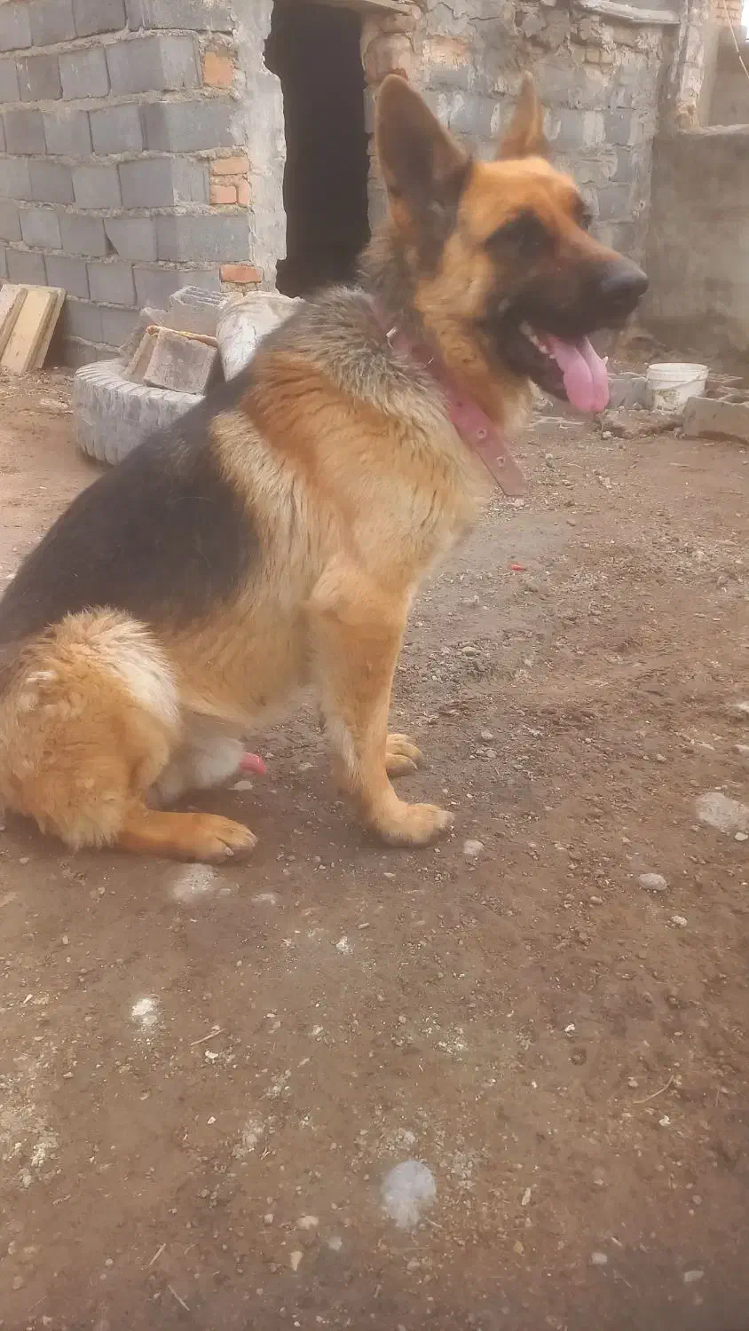 سگ ژرمن اصیل|سگ|شیروان (خراسان), |دیوار