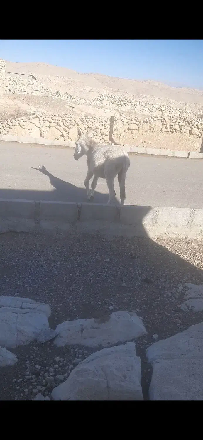 خر یک ساله فروشی موقعیت اسماری|حیوانات مزرعه|باغ ملک, |دیوار