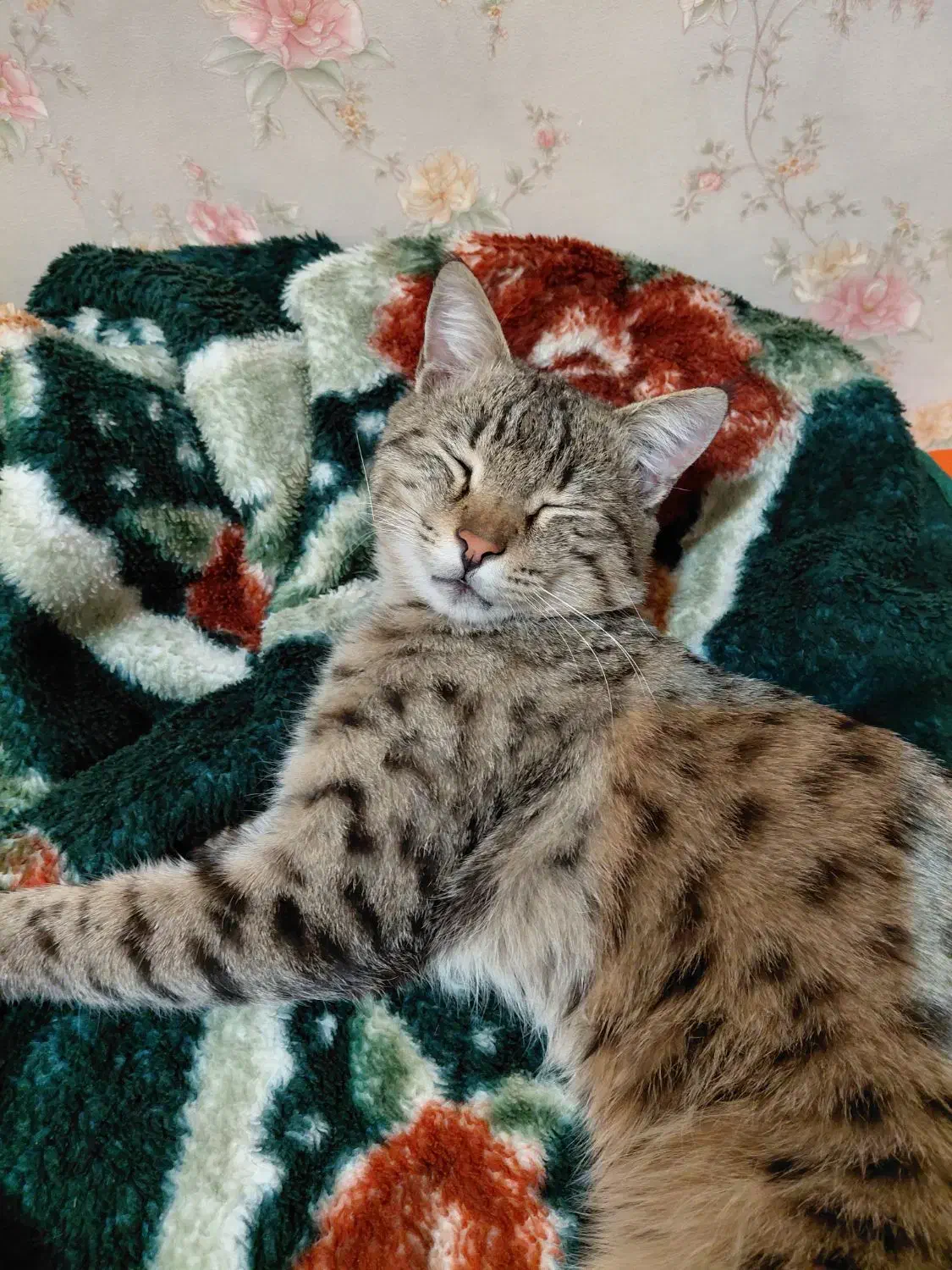 گربه گمشده|گربه|گلبهار, نوبهار|دیوار