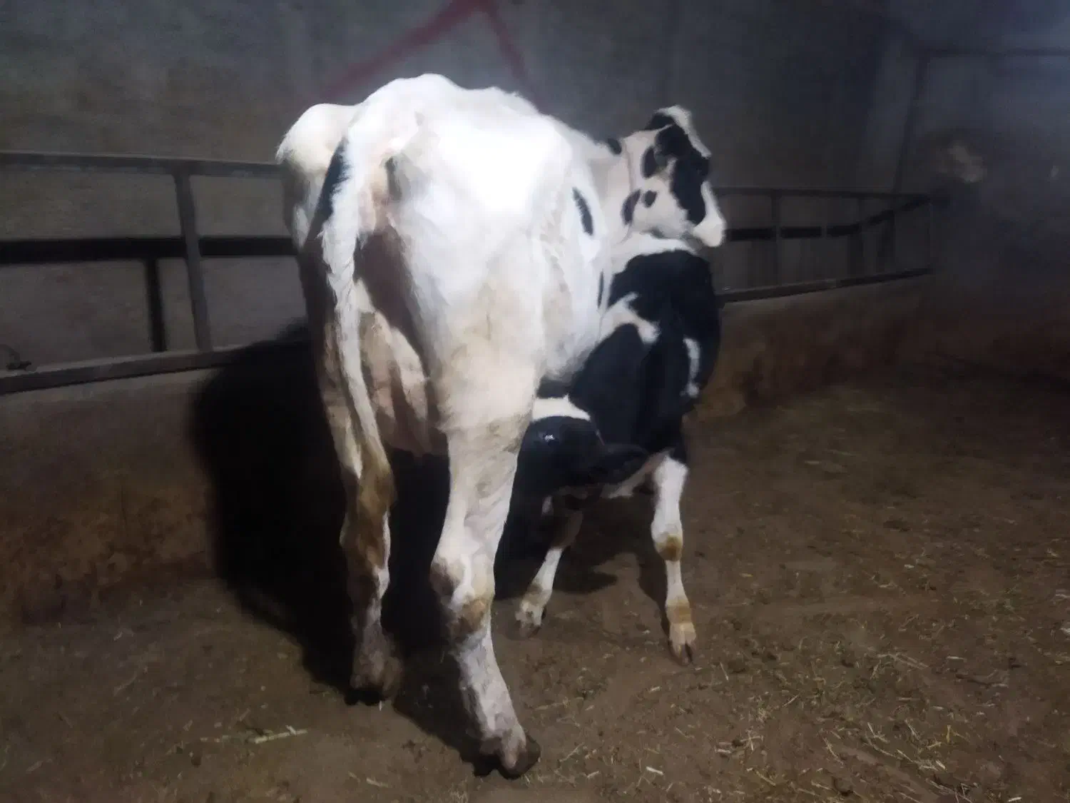 یک راس تلیسه شکم اول|حیوانات مزرعه|تبریز, |دیوار