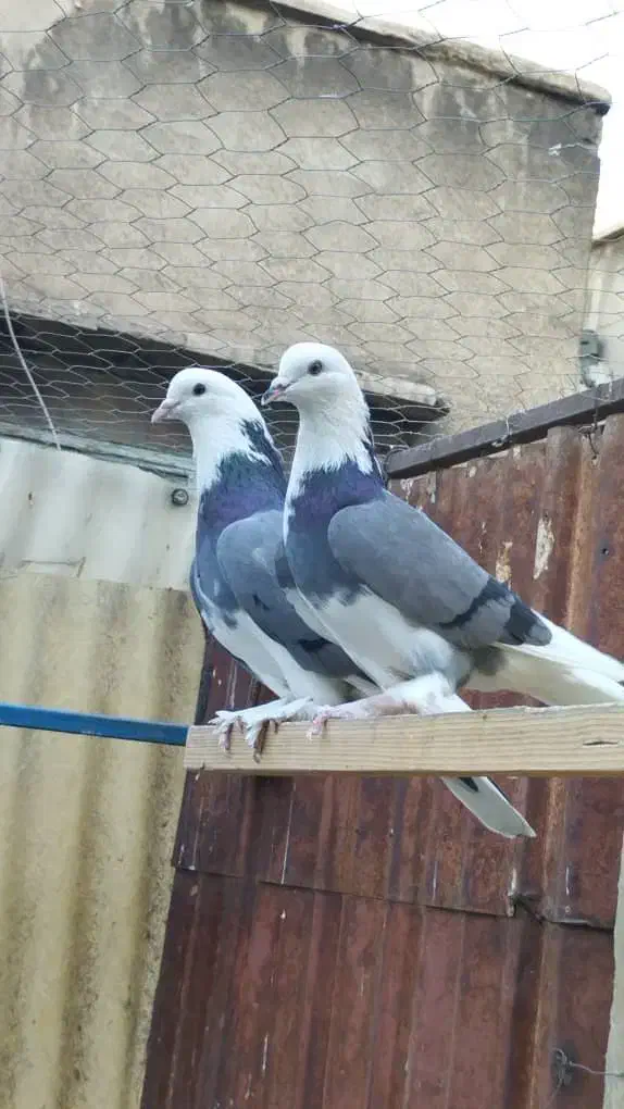 کفتر گرو دهنجور ضمانتی|پرنده|تهران, سلسبیل جنوبی|دیوار