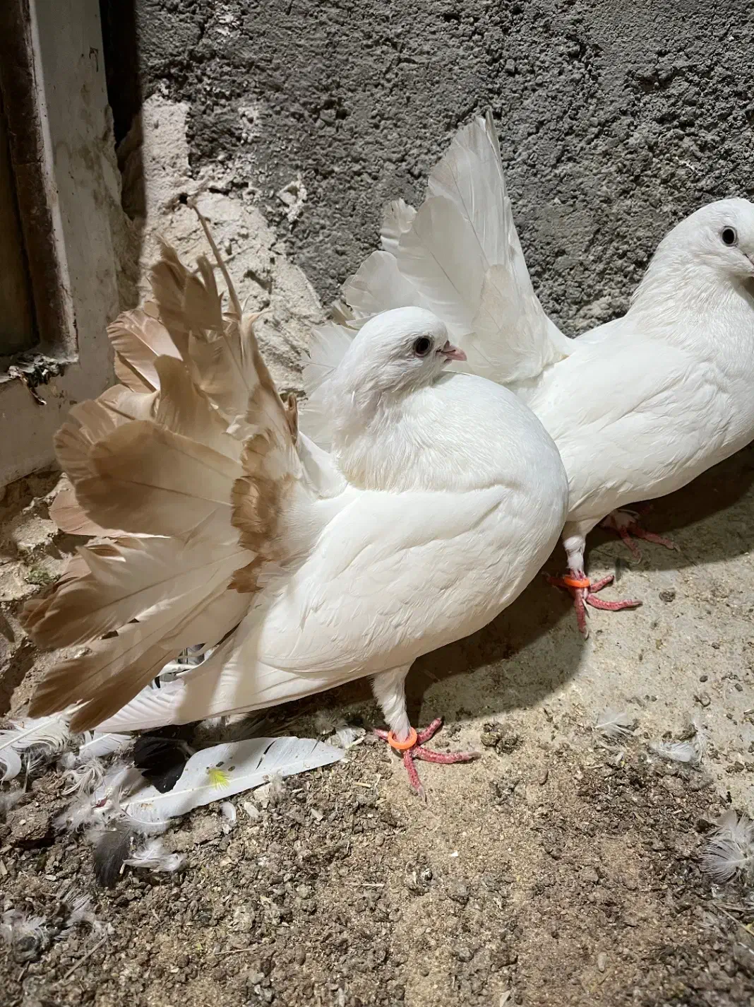 دم چتری کانادایی|پرنده|کاشان, لتحر|دیوار