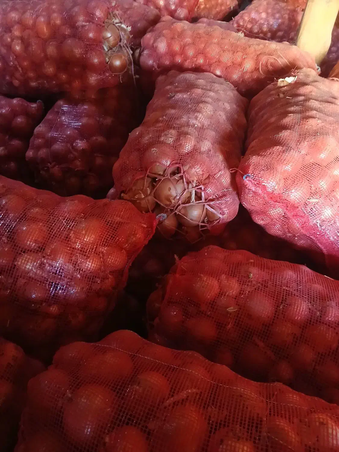 پیاز خوب|خوردنی و آشامیدنی|بجنورد, |دیوار