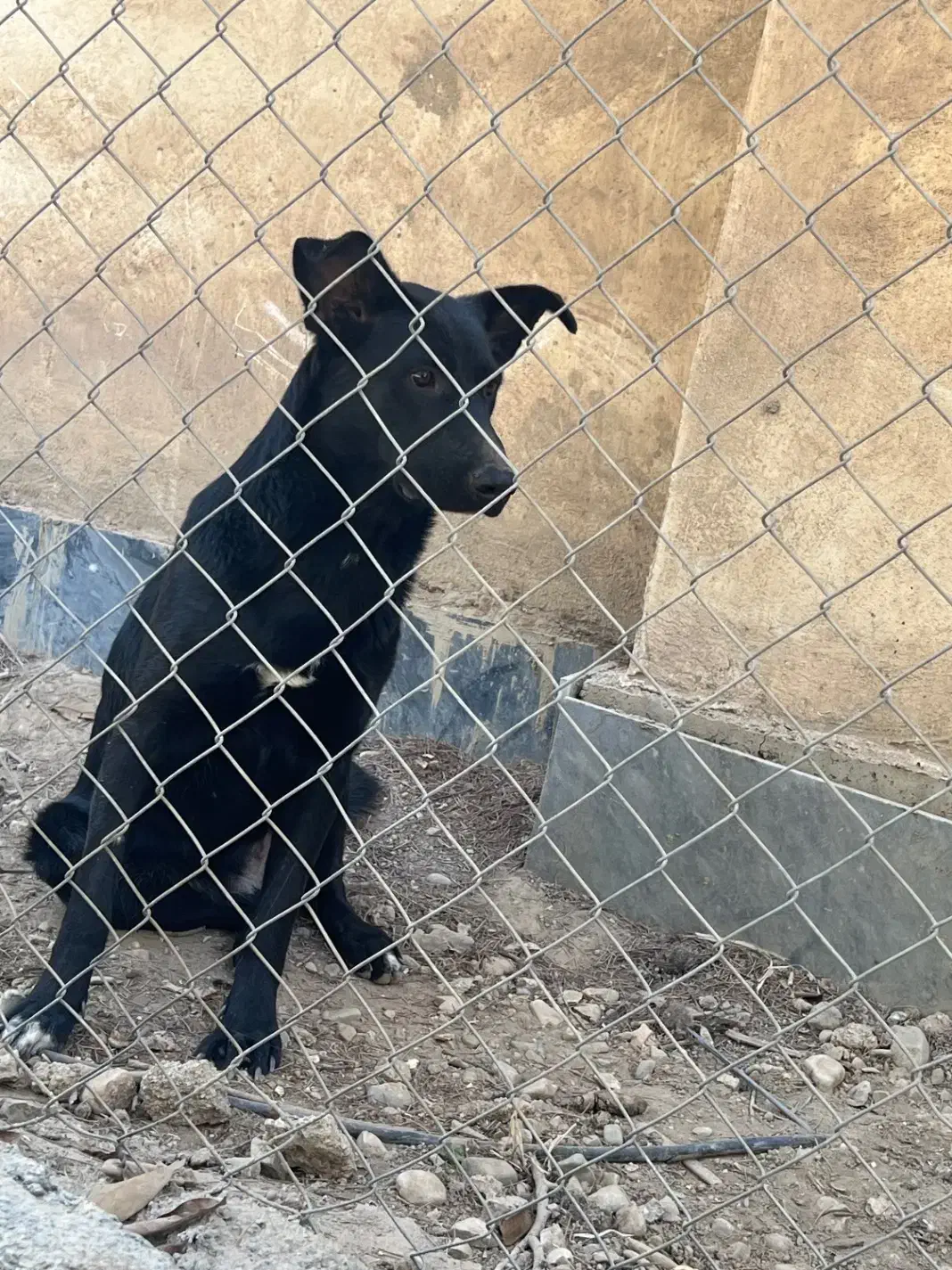 ژرمن بلک|سگ|تهران, صادقیه|دیوار