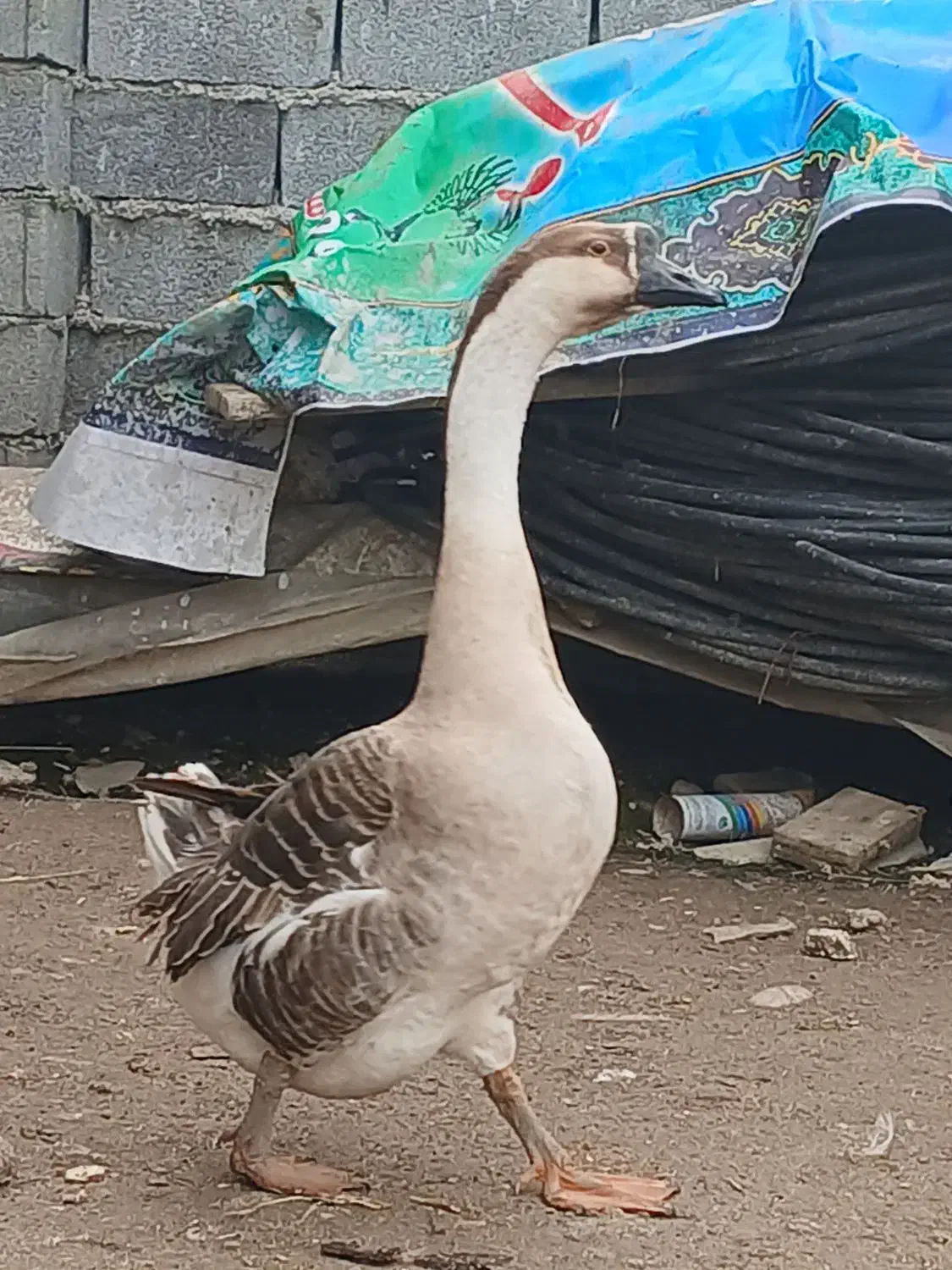 قوغاز اصیل|حیوانات مزرعه|سورک, |دیوار