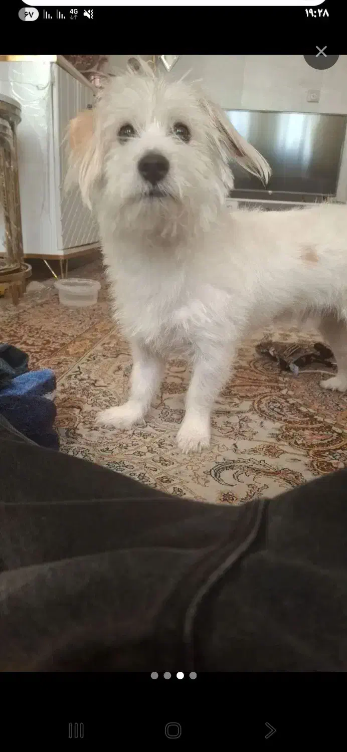 سگ گمشده|حیوانات|تهران, صاحب الزمان|دیوار