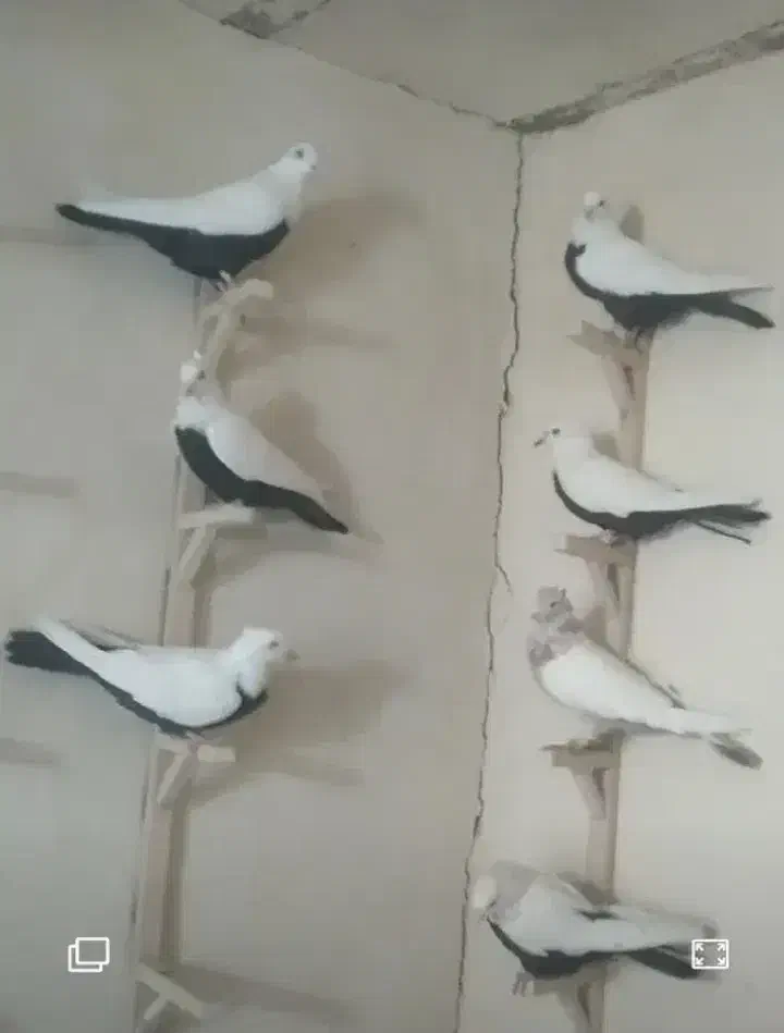 کفتر|پرنده|قزوین, |دیوار