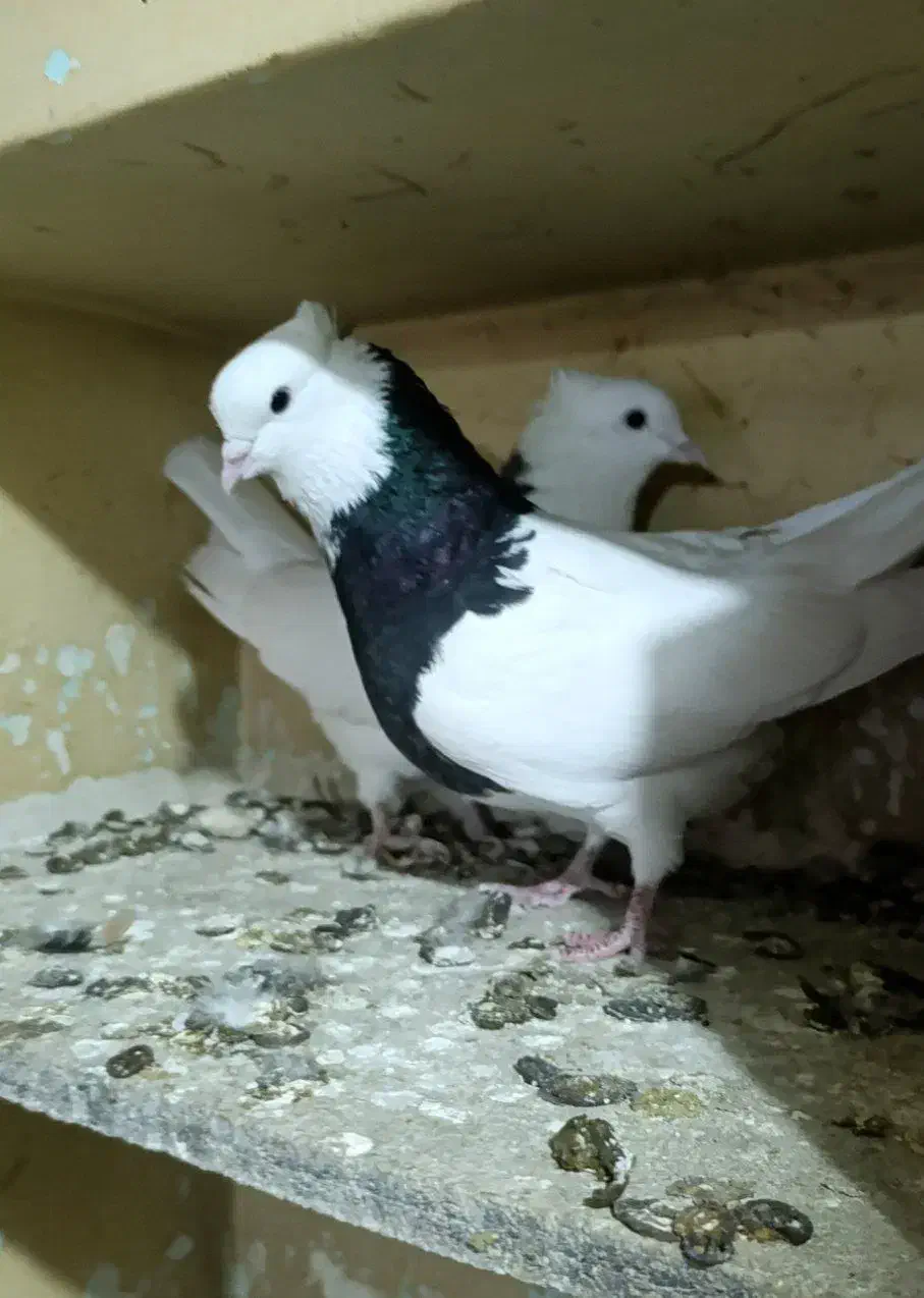 کبوتر طوقی رنگی|پرنده|ابهر, |دیوار