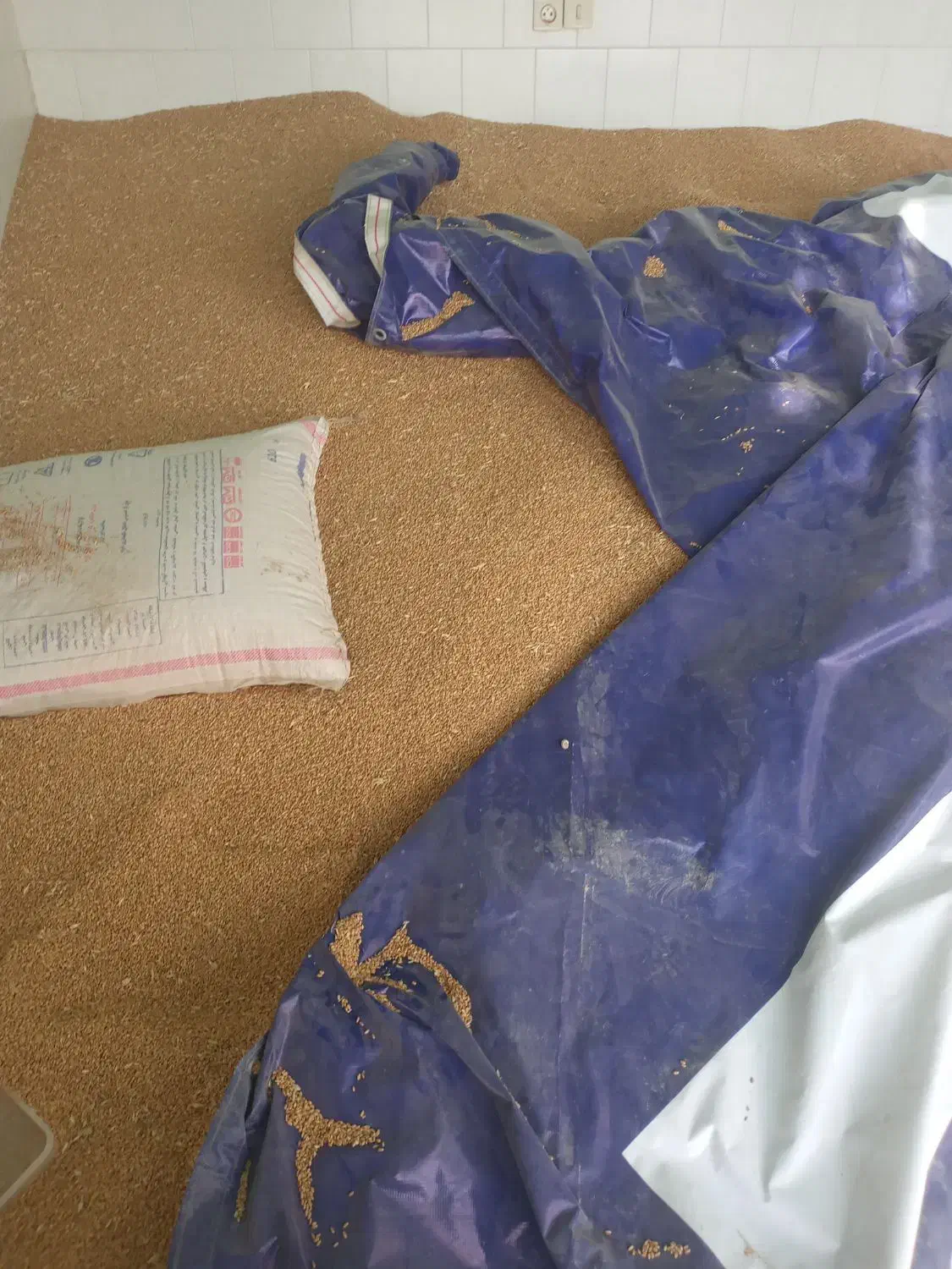 گندم آبی  .ویژه بذر|گل و گیاه طبیعی|شازند, |دیوار