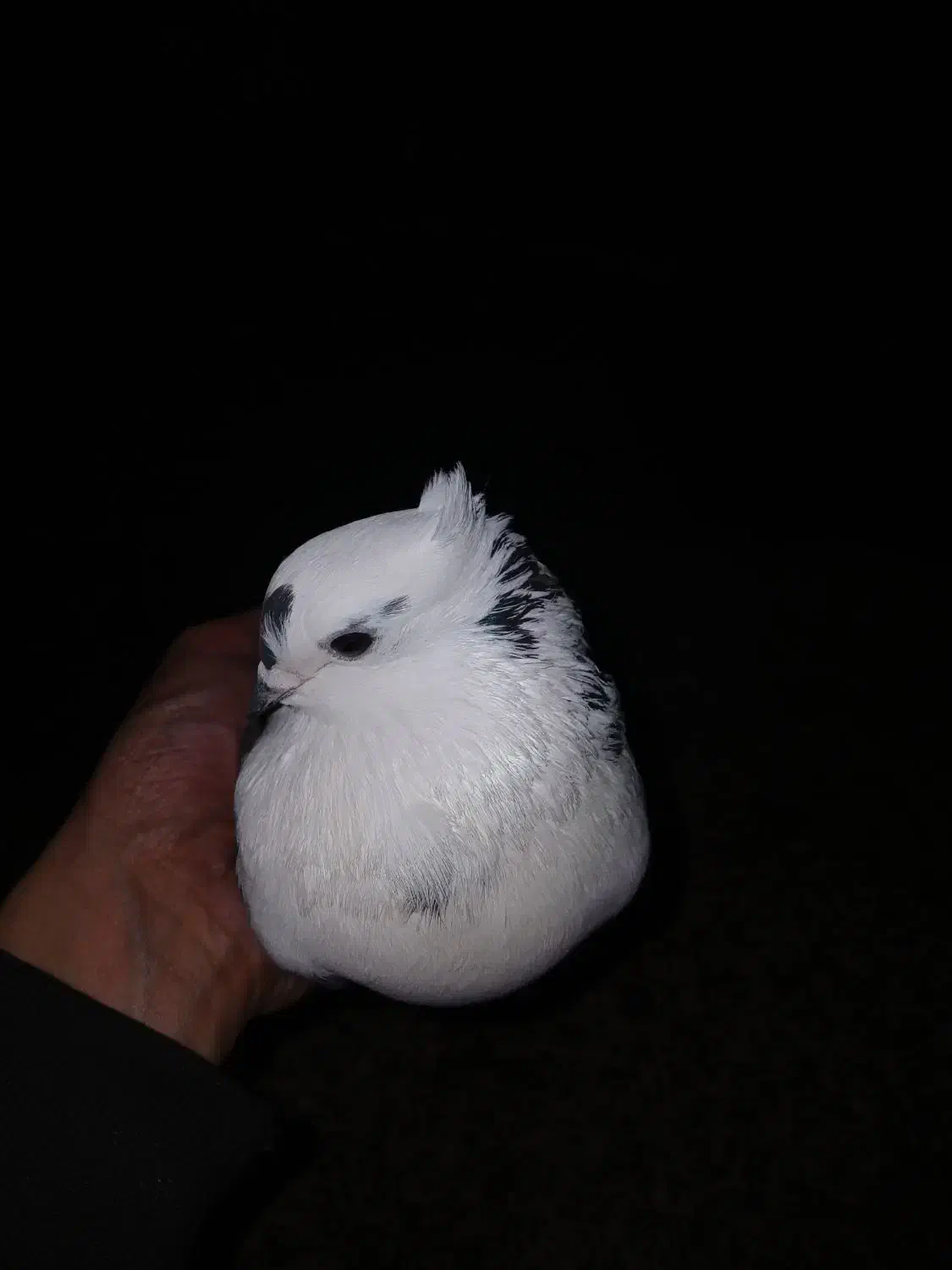 کبوتر پرشی ماده گردن لرزان|پرنده|گوراب زرمیخ, |دیوار