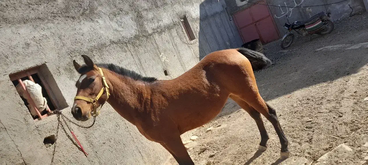 اسب سالم و سرحال|اسب و تجهیزات اسب‌سواری|نوبران, |دیوار