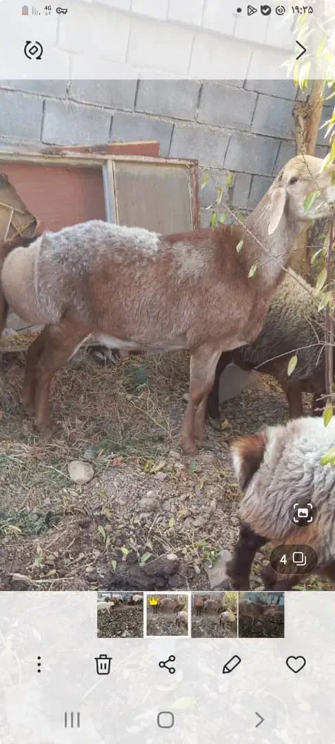 بره چینی اصیل|حیوانات مزرعه|آباده, |دیوار