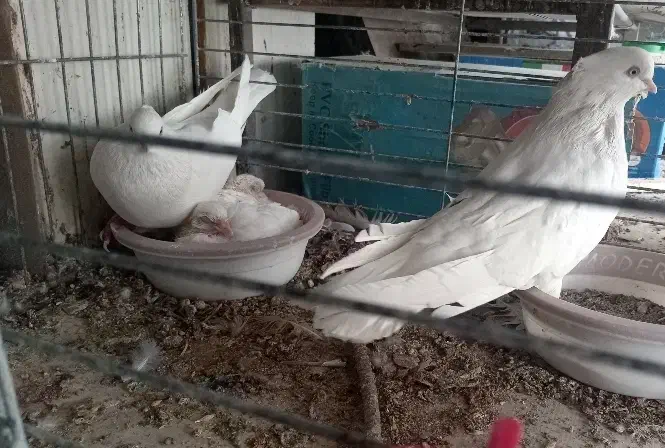 کفتر اراکی|پرنده|شهرضا, |دیوار