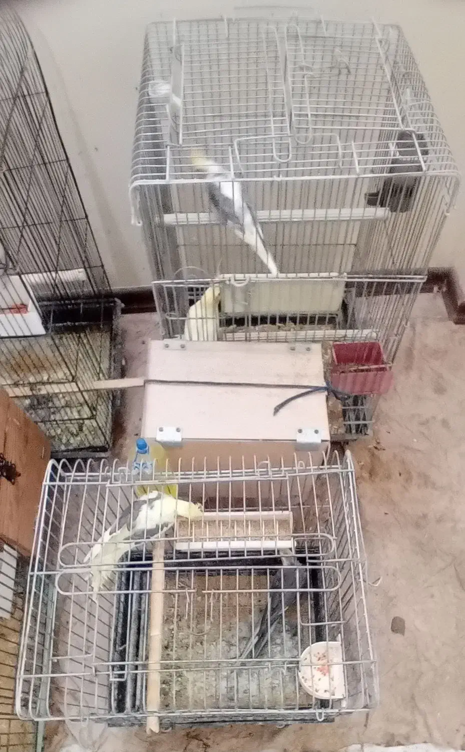 طوطی عروس هلندی|پرنده|آمل, |دیوار