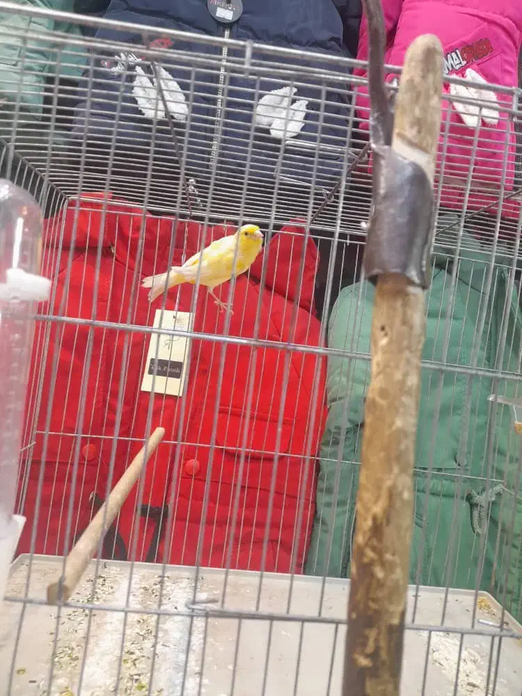 قناری نر میخونه صبح شب میخونه|پرنده|کرمان, |دیوار