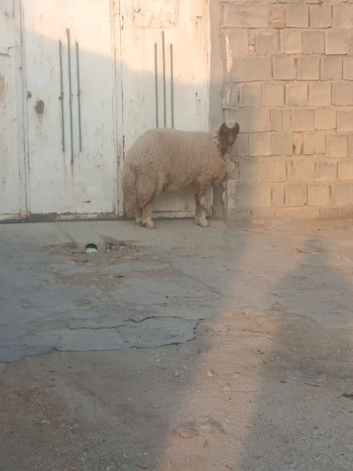 بره قوچ سنجابی بره ماده بختیاری درجه یک|حیوانات مزرعه|ماهیدشت, |دیوار
