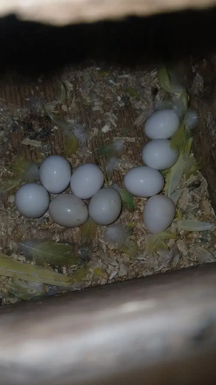 مرغ عشق انگلیسی روی تخم|پرنده|قائم‌شهر, |دیوار