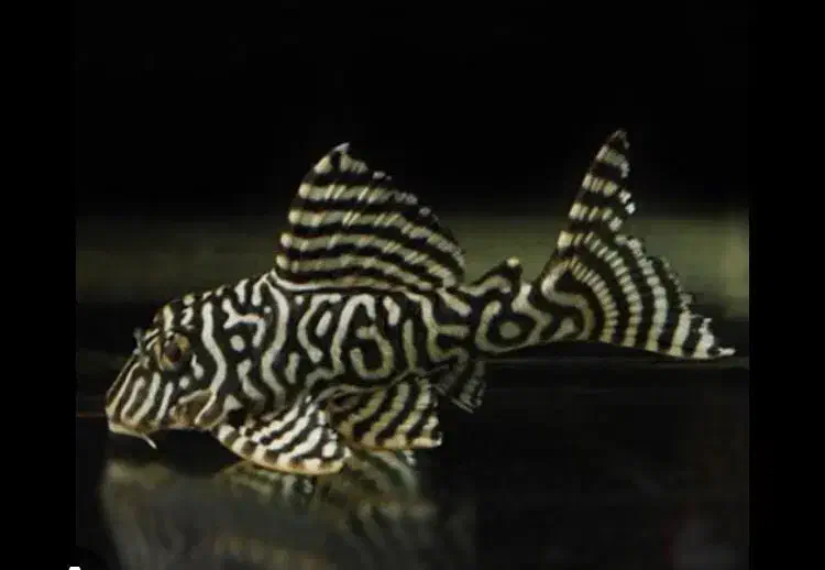 ماهی وآکواریوم(مستر دیسکس)|ماهی|تهران, باغ خزانه|دیوار