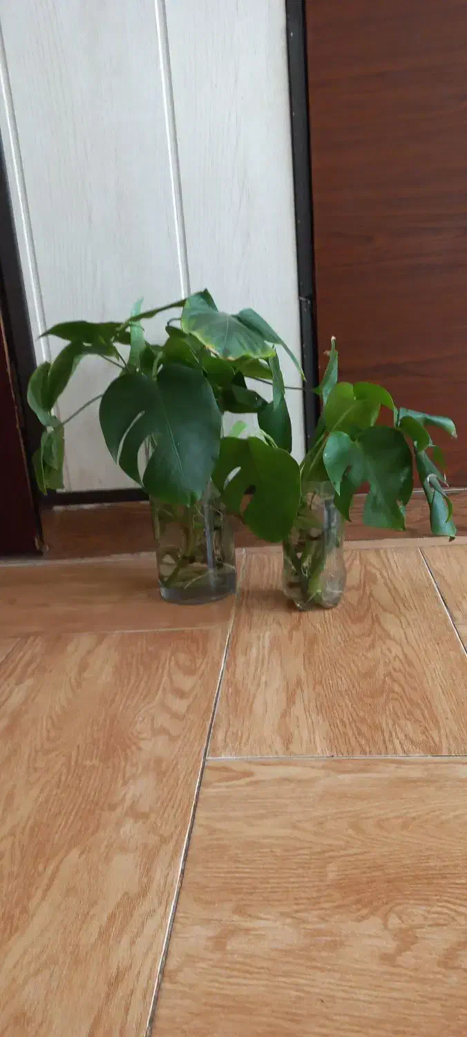 قلمه سینگونیوم وبرگ انجیری وگلدونها|گل و گیاه طبیعی|مشهد, چهارچشمه|دیوار