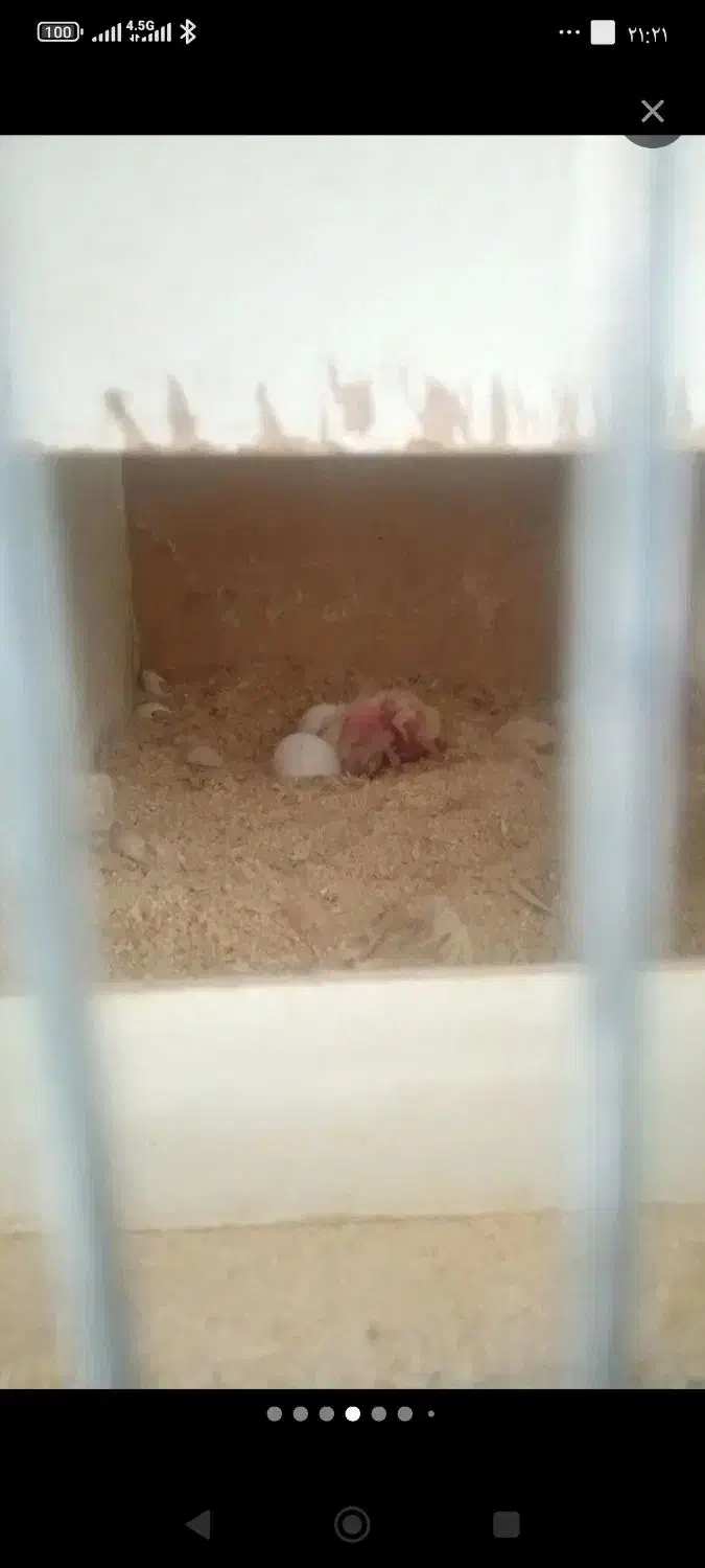 عروس هلندی مولد لوتینو|پرنده|چهارباغ, |دیوار