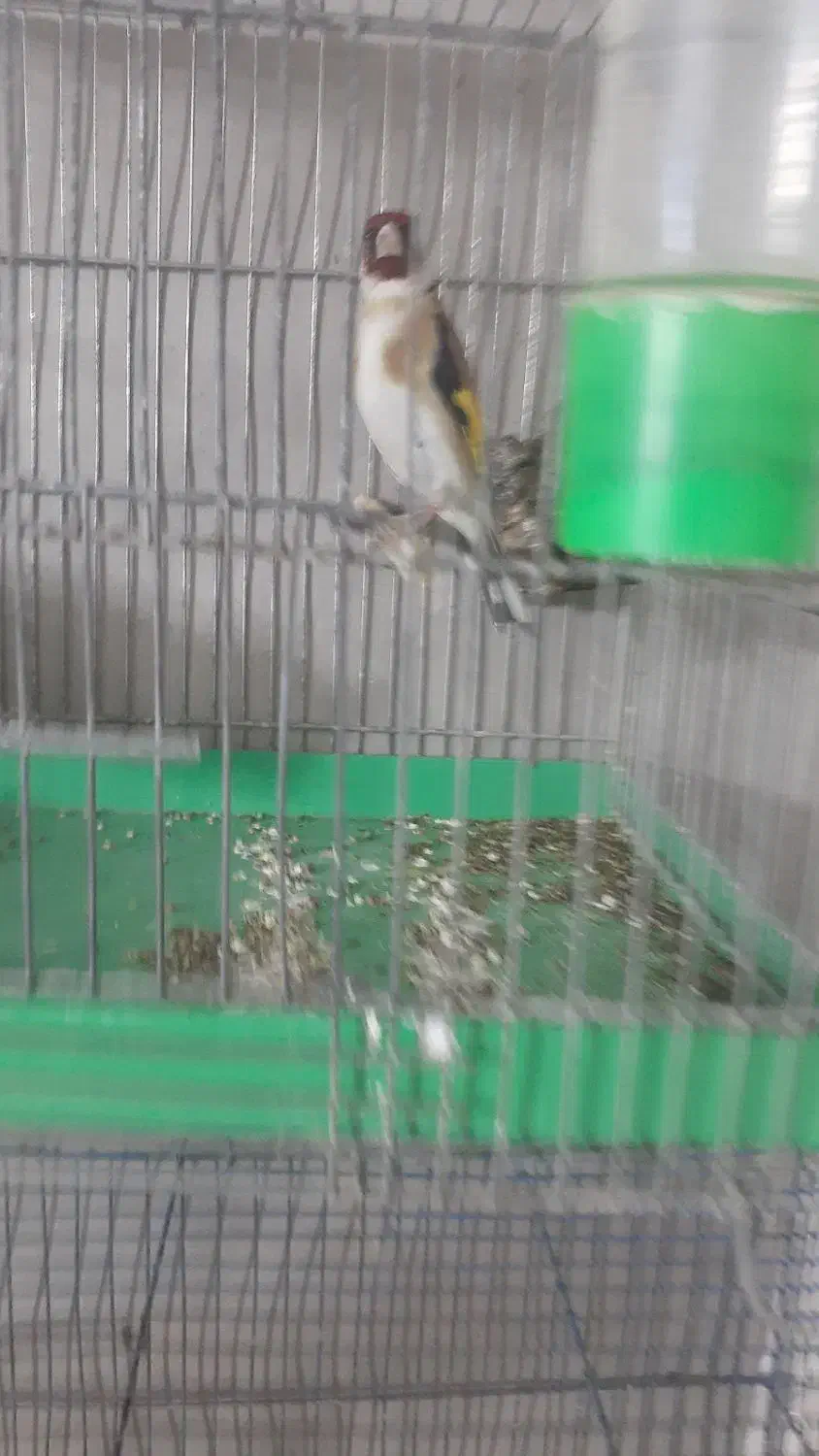 سهره نر|پرنده|قدس, شهر‌قدس|دیوار