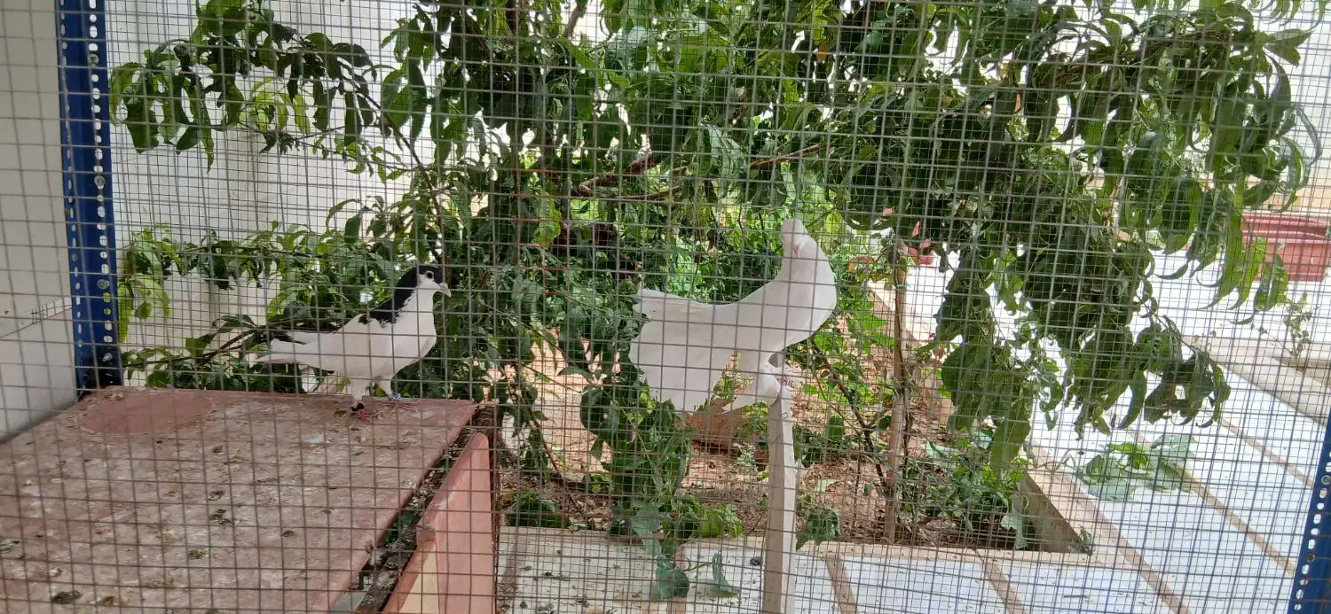 دم چطری|پرنده|صدرا-فارس, فاز ۱|دیوار