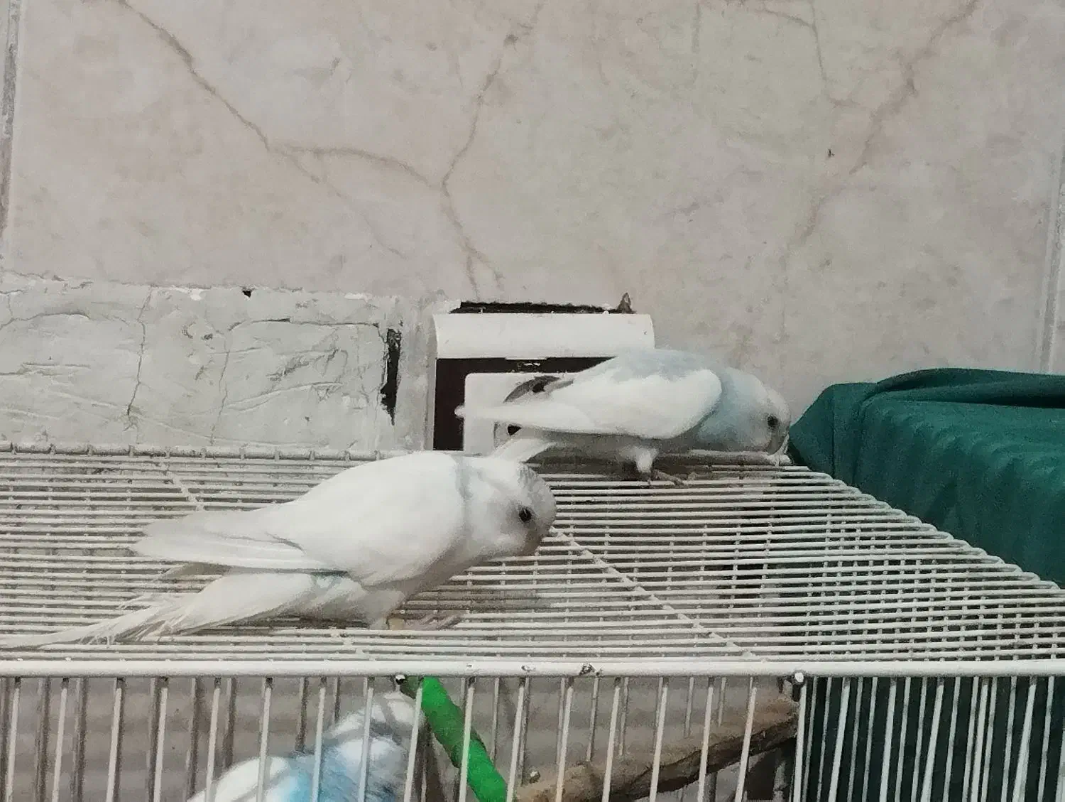 مرغ عشق نر هر سه تا نر|پرنده|رضویه, |دیوار